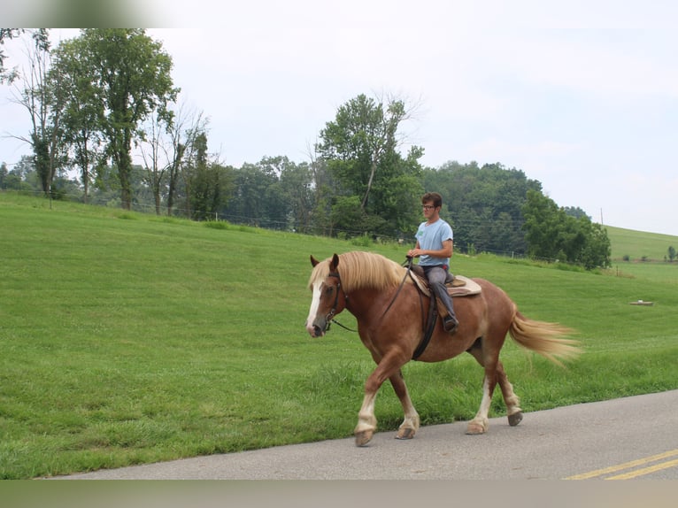 Belgian Draft Gelding 6 years 16,3 hh Sorrel in Millersburg