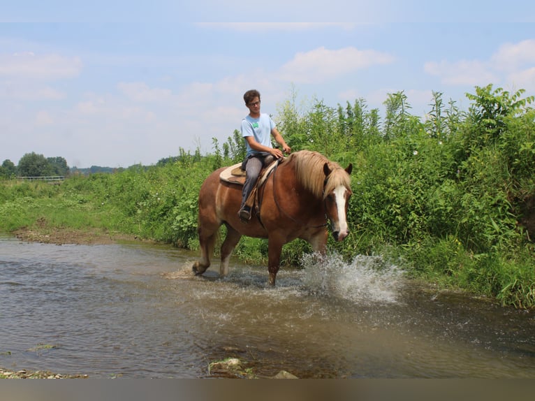 Belgian Draft Gelding 6 years 16,3 hh Sorrel in Millersburg