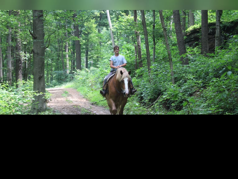 Belgian Draft Gelding 6 years 16,3 hh Sorrel in Millersburg