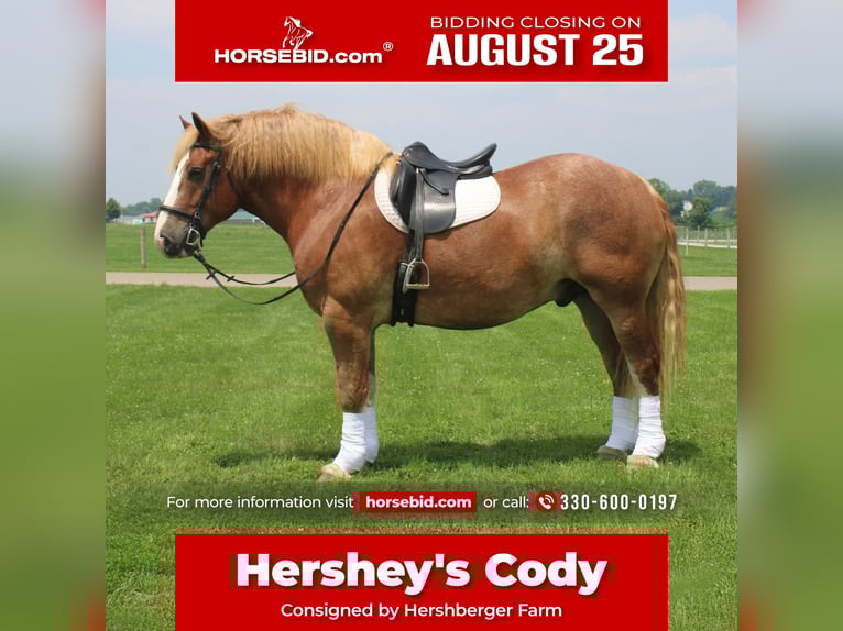 Belgian Draft Gelding 6 years 16,3 hh Sorrel in Millersburg