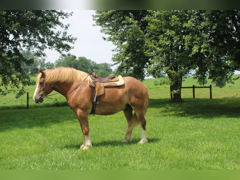 Belgian Draft Gelding 6 years 16,3 hh Sorrel in Millersburg