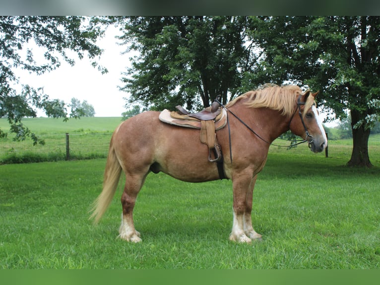 Belgian Draft Gelding 6 years 16,3 hh Sorrel in Millersburg