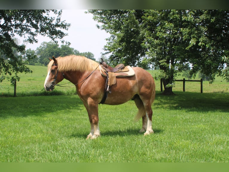 Belgian Draft Gelding 6 years 16,3 hh Sorrel in Millersburg