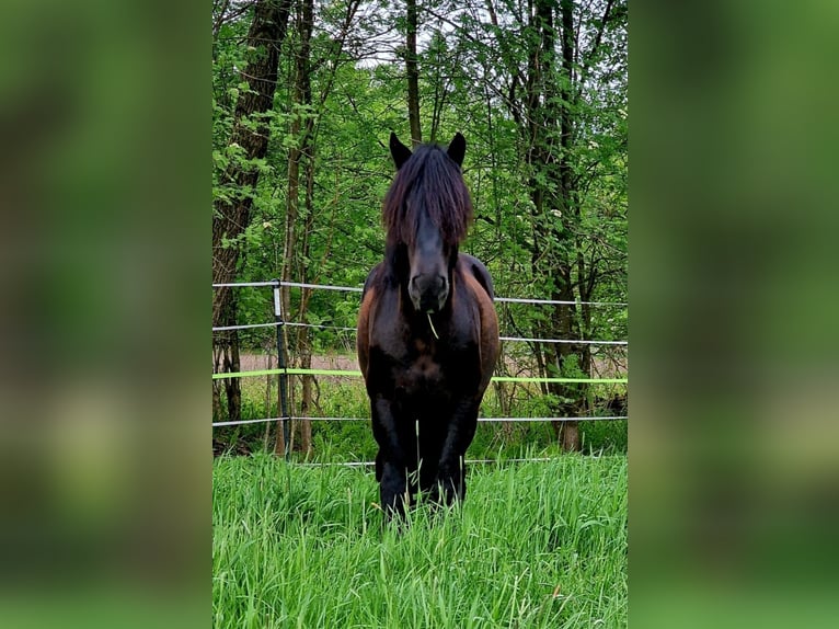 Belgian Draft Gelding 6 years 17 hh Black in Soltau
