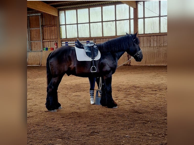 Belgian Draft Gelding 6 years 17 hh Black in Soltau