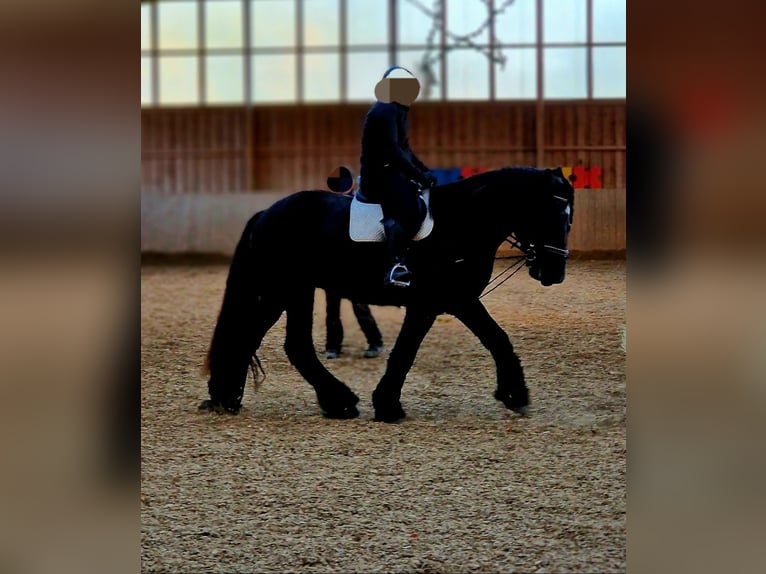 Belgian Draft Gelding 6 years 17 hh Black in Soltau