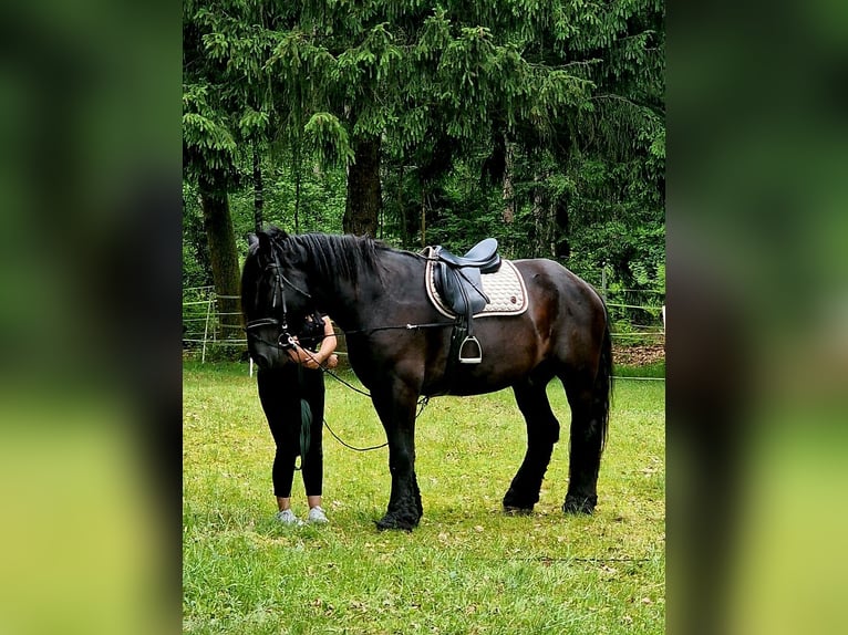 Belgian Draft Gelding 6 years 17 hh Black in Soltau