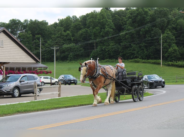 Belgian Draft Mix Gelding 6 years 17 hh Roan-Red in Millersburg