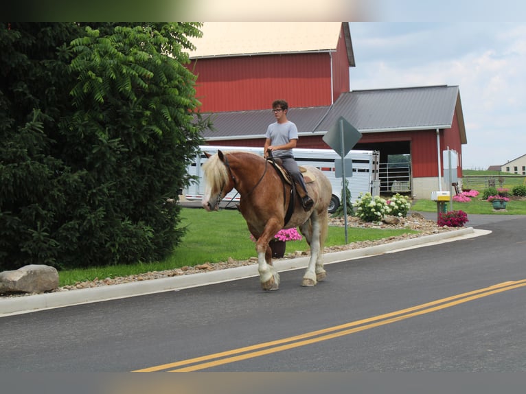 Belgian Draft Mix Gelding 6 years 17 hh Roan-Red in Millersburg