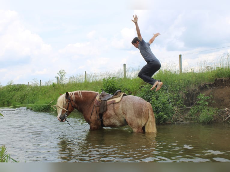 Belgian Draft Mix Gelding 6 years 17 hh Roan-Red in Millersburg