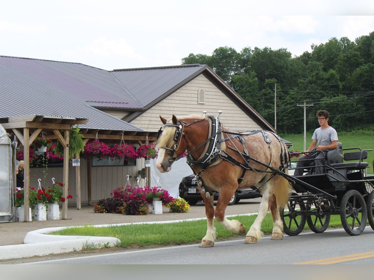 Belgian Draft Mix Gelding 6 years 17 hh Roan-Red in Millersburg