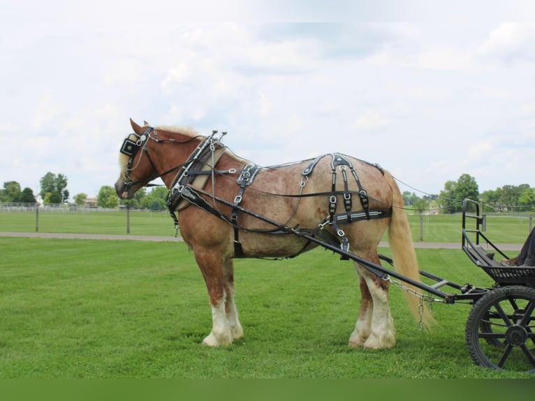 Belgian Draft Mix Gelding 6 years 17 hh Roan-Red in Millersburg