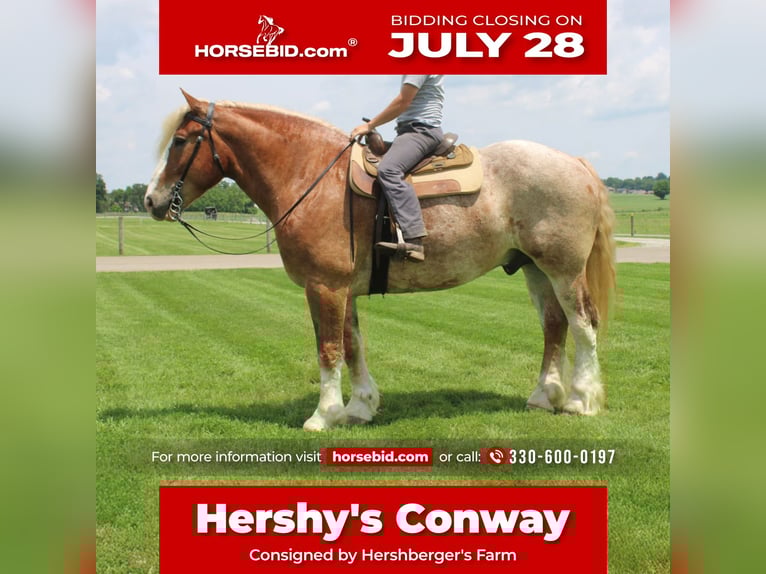 Belgian Draft Mix Gelding 6 years 17 hh Roan-Red in Millersburg