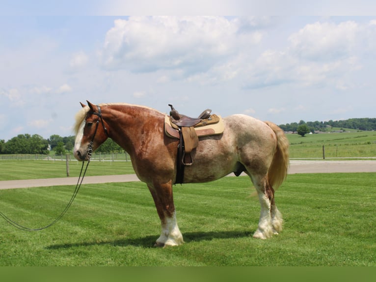 Belgian Draft Mix Gelding 6 years 17 hh Roan-Red in Millersburg