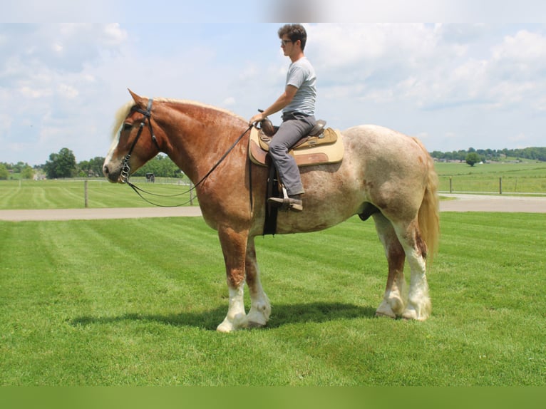 Belgian Draft Mix Gelding 6 years 17 hh Roan-Red in Millersburg