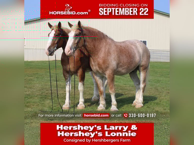 Belgian Draft Mix Gelding 6 years 17,3 hh Roan-Red in Millersburg