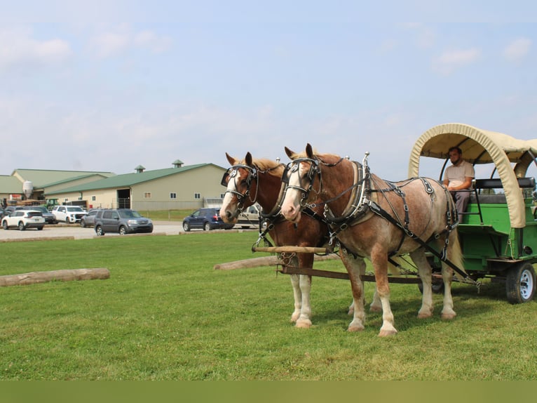 Belgian Draft Mix Gelding 6 years 17,3 hh Roan-Red in Millersburg
