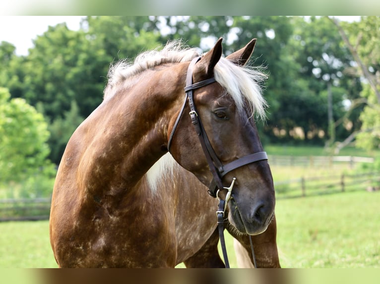 Belgian Draft Mix Gelding 6 years 18 hh  in Gap