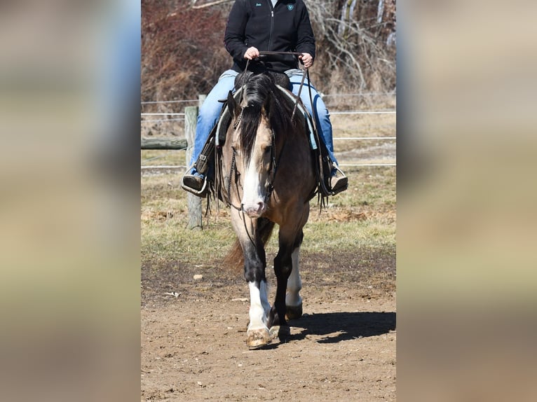 Belgian Draft Mix Gelding 6 years Buckskin in Strasburg