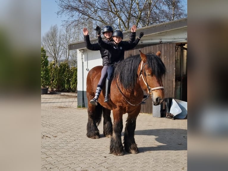 Belgian Draft Mix Gelding 7 years 15.3 hh Brown in Nettetal