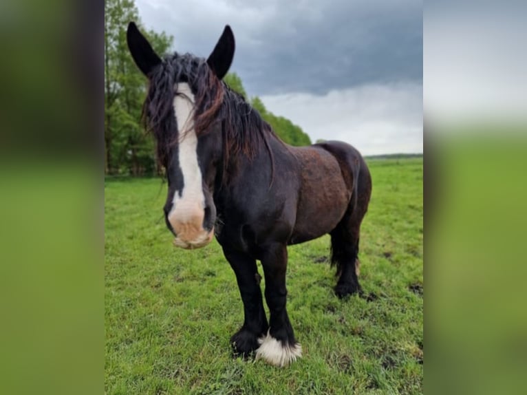 Belgian Draft Gelding 7 years 16.1 hh Black in Kade
