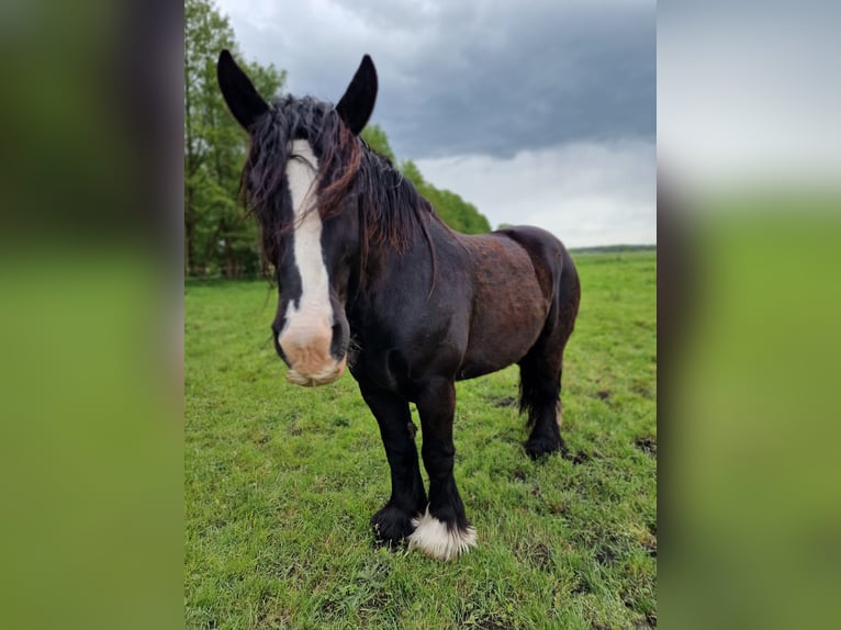 Belgian Draft Gelding 7 years 16.1 hh Smoky-Black in Genthin