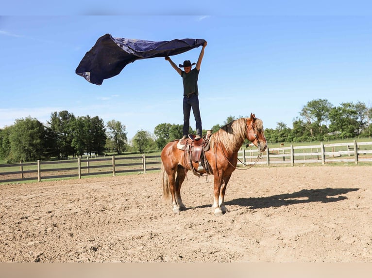 Belgian Draft Gelding 7 years 16.3 hh Chestnut in Howell