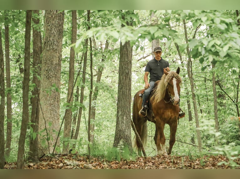 Belgian Draft Gelding 7 years 16.3 hh Chestnut in Howell