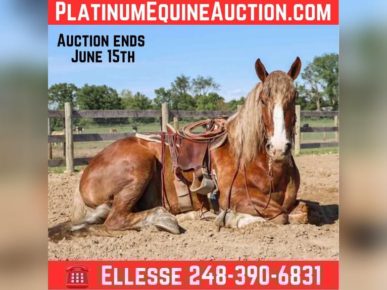 Belgian Draft Gelding 7 years 16.3 hh Chestnut in Howell