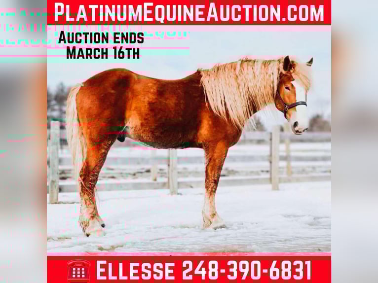Belgian Draft Gelding 7 years 16,1 hh Chestnut in Howell MI