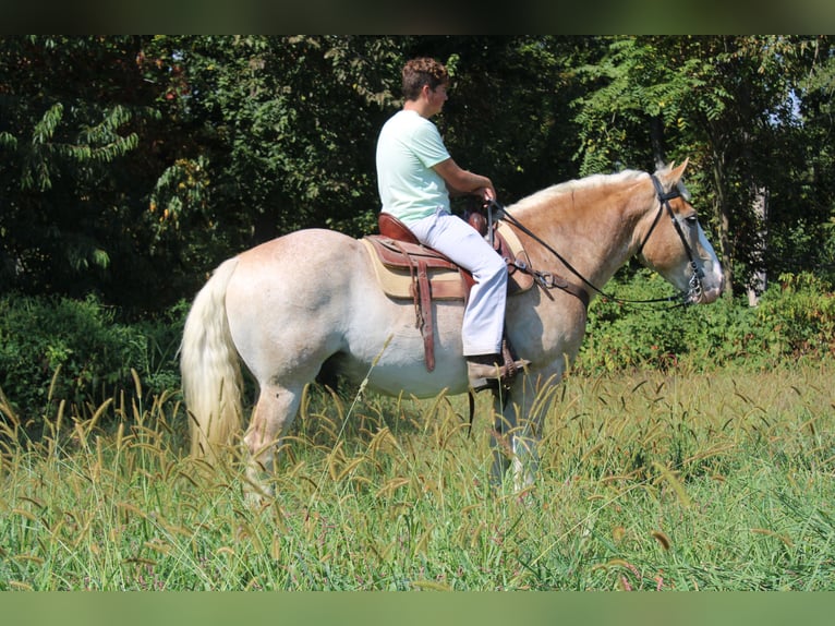 Belgian Draft Mix Gelding 7 years 16,1 hh Roan-Red in Millersburg