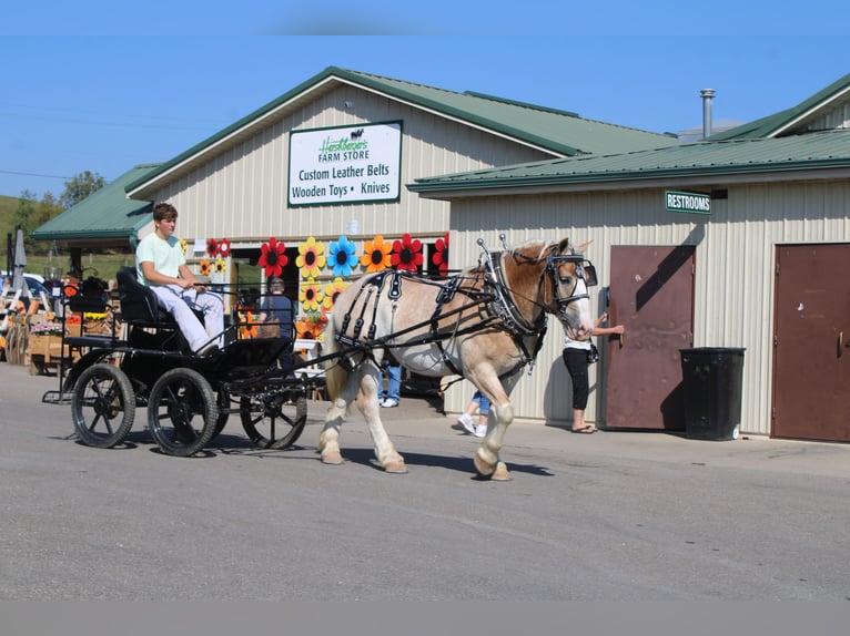 Belgian Draft Mix Gelding 7 years 16,1 hh Roan-Red in Millersburg