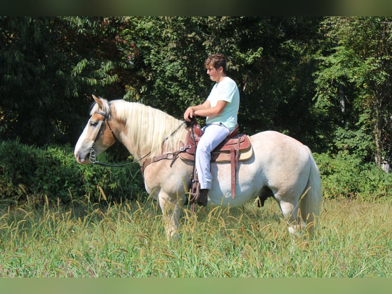 Belgian Draft Mix Gelding 7 years 16,1 hh Roan-Red in Millersburg