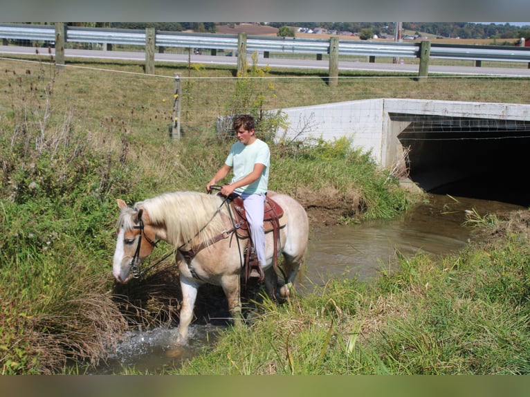 Belgian Draft Mix Gelding 7 years 16,1 hh Roan-Red in Millersburg