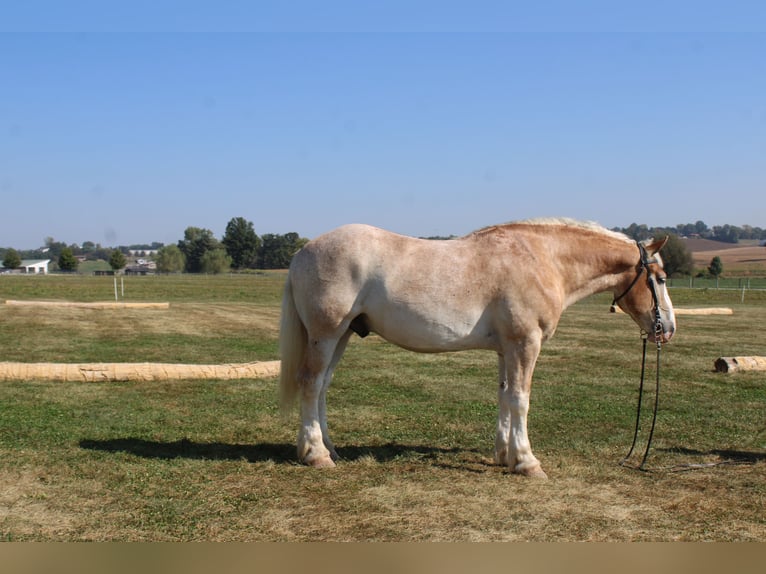 Belgian Draft Mix Gelding 7 years 16,1 hh Roan-Red in Millersburg