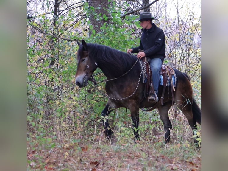 Belgian Draft Mix Gelding 7 years 16,2 hh Buckskin in Howell