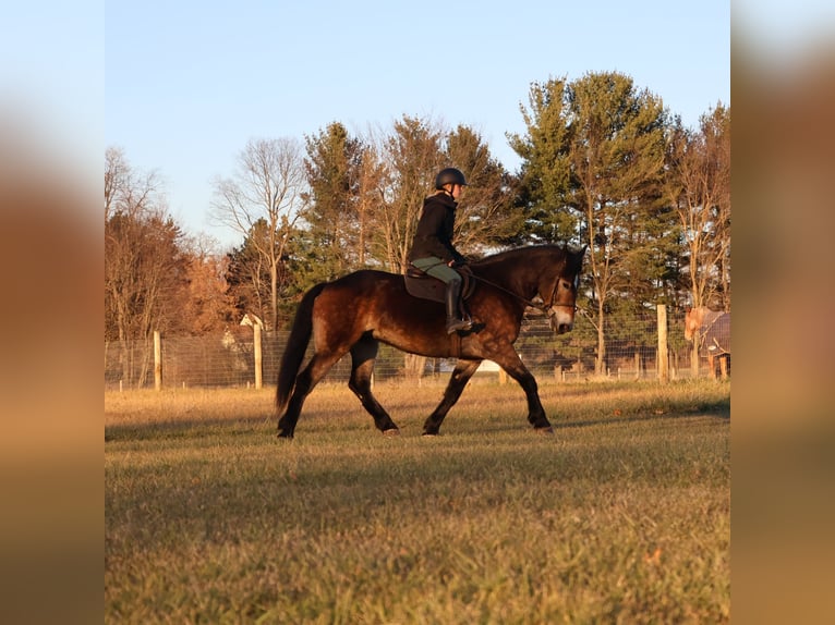 Belgian Draft Mix Gelding 7 years 16,2 hh Buckskin in Howell