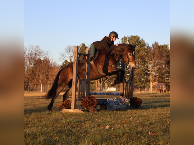 Belgian Draft Mix Gelding 7 years 16,2 hh Buckskin in Howell