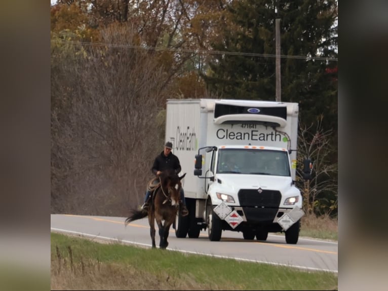 Belgian Draft Mix Gelding 7 years 16,2 hh Buckskin in Howell