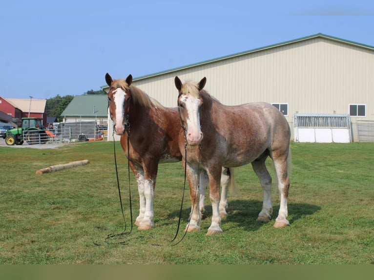 Belgian Draft Mix Gelding 7 years 17,3 hh Roan-Red in Millersburg