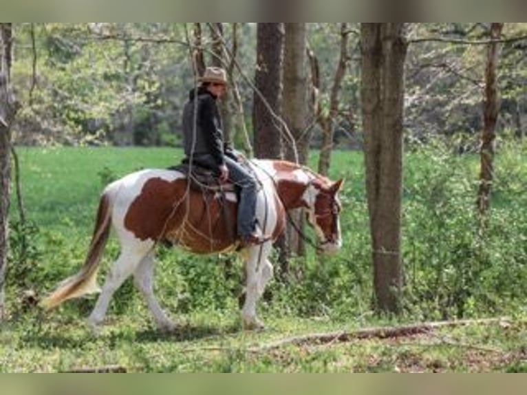 Belgian Draft Mix Gelding 7 years Pinto in Needmore