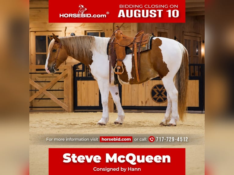 Belgian Draft Mix Gelding 7 years Pinto in Needmore