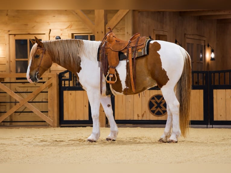 Belgian Draft Mix Gelding 7 years Pinto in Needmore