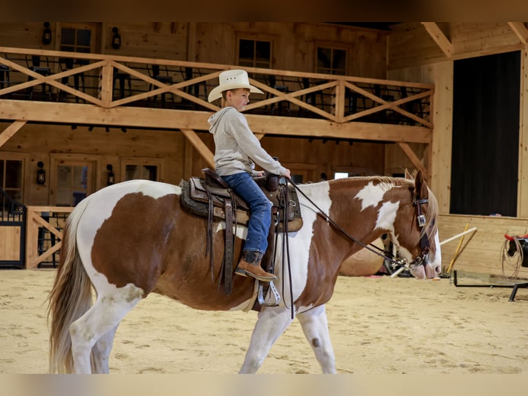 Belgian Draft Mix Gelding 7 years Pinto in Needmore