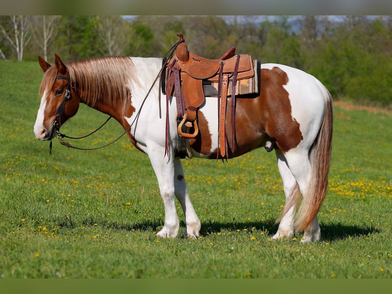 Belgian Draft Mix Gelding 7 years Pinto in Needmore