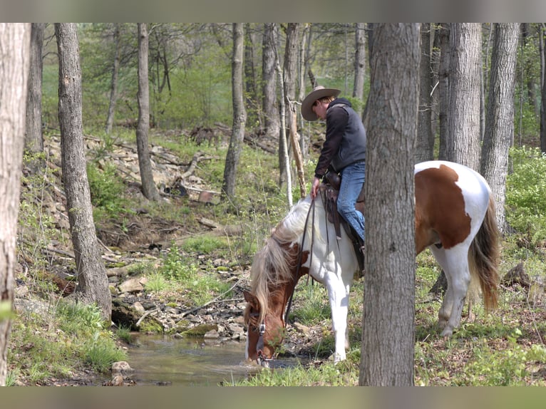 Belgian Draft Mix Gelding 7 years Pinto in Needmore