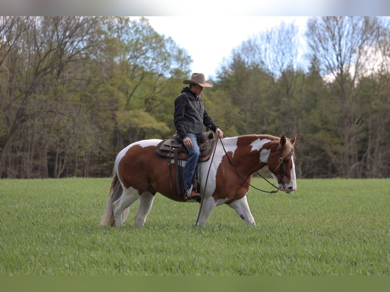 Belgian Draft Mix Gelding 7 years Pinto in Needmore