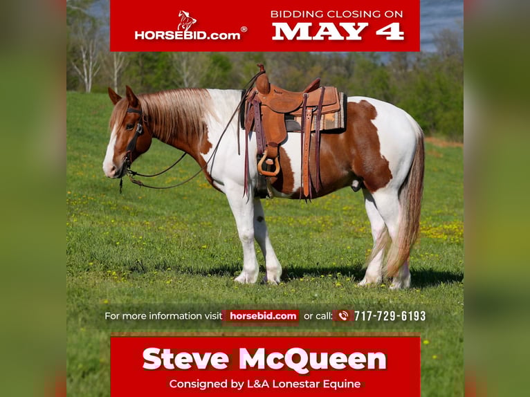 Belgian Draft Mix Gelding 7 years Pinto in Needmore