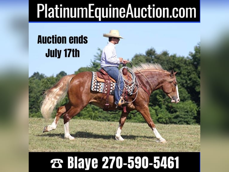 Belgian Draft Gelding 8 years 15,1 hh Overo-all-colors in Austin TX