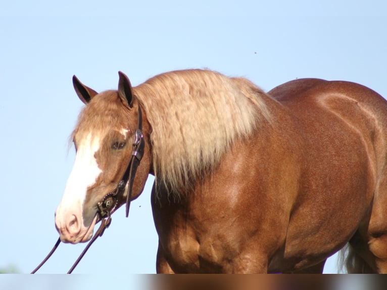 Belgian Draft Gelding 8 years 15,1 hh Overo-all-colors in Austin TX